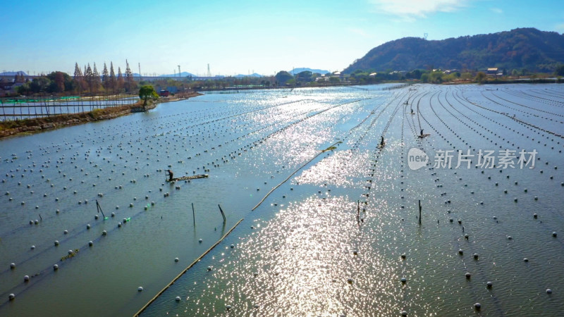 下渚湖湿地水上珍珠养殖