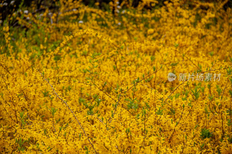 迎春花开遍漫野