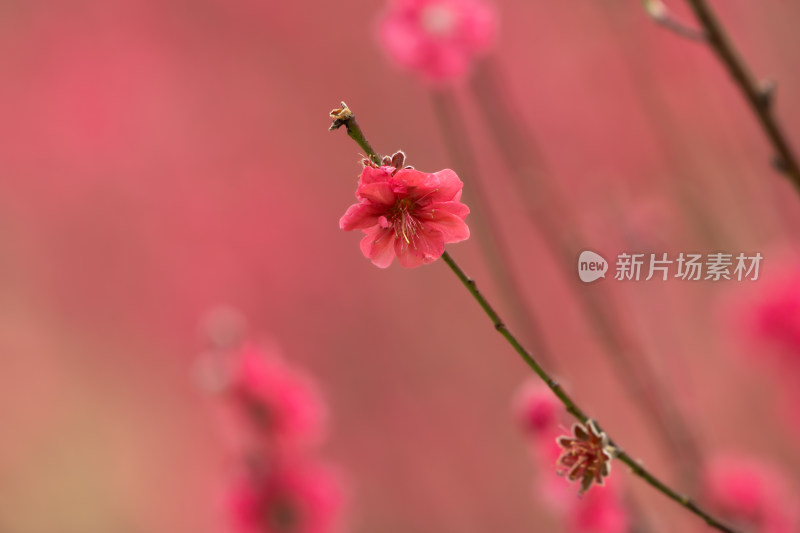 盛开的粉色桃花特写