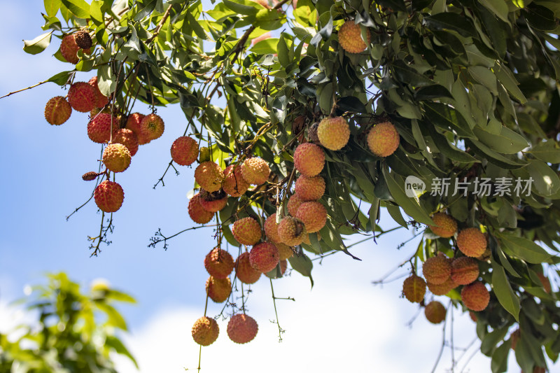 水果荔枝