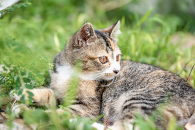 小猫咪、狸花猫、宠物猫