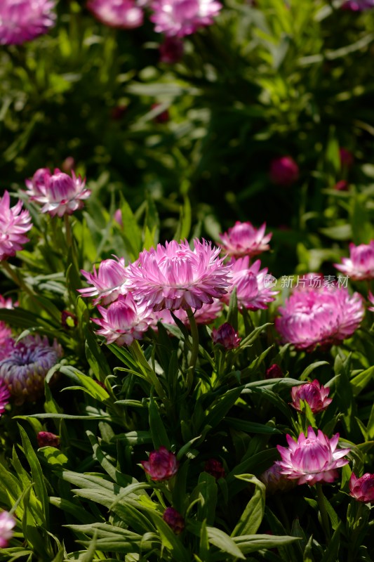 厦门园博苑郁金香花展上的蜡菊