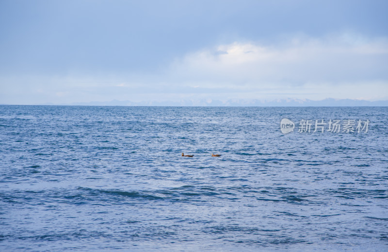 青海青海湖候鸟水鸟野生动物与湖景风光