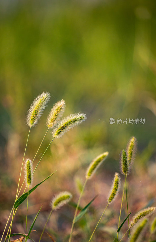 夏天的狗尾巴草