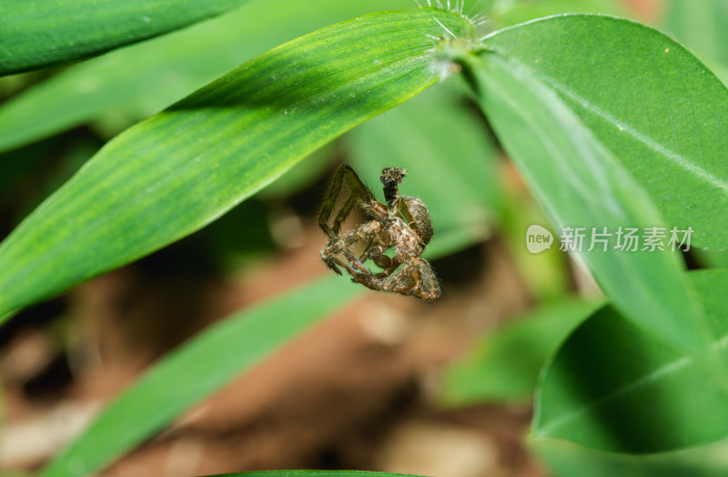 树叶上蜘蛛蜕下来的皮