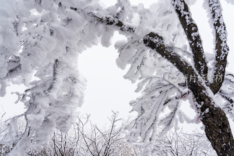 冬季大雪树木雾凇雪挂