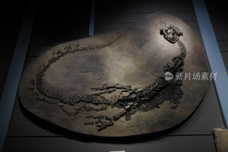 三叠纪短吻贫齿龙化石标本
