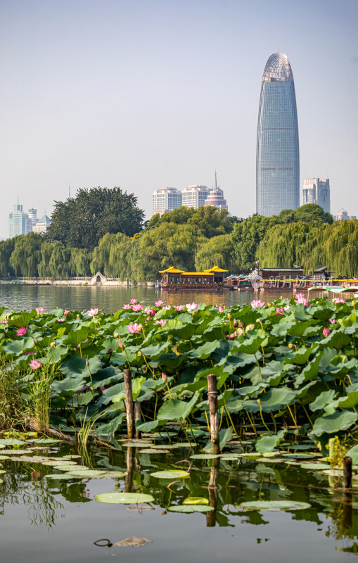 山东济南大明湖风景区夏日荷花景点景观