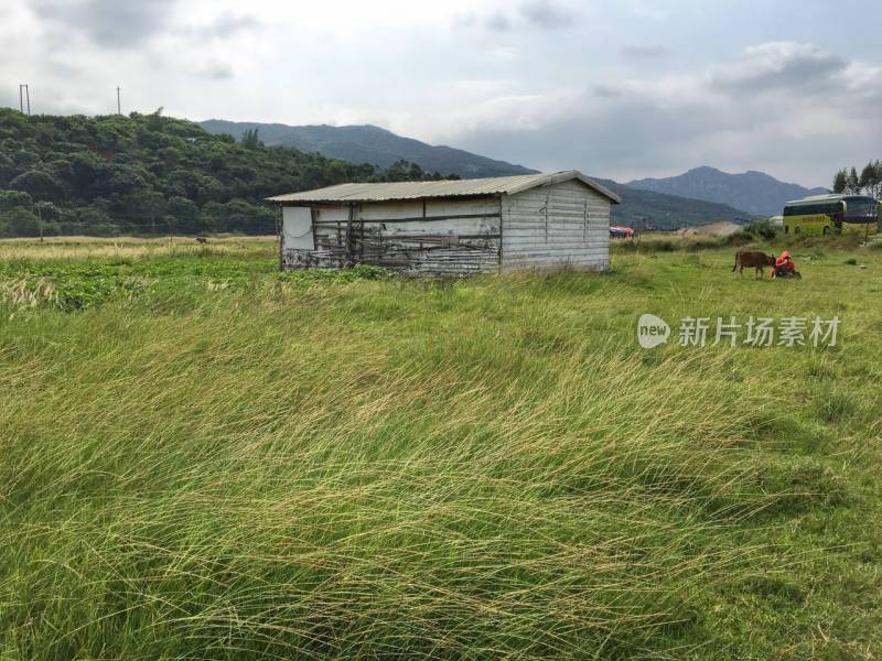 风吹草地现牛羊