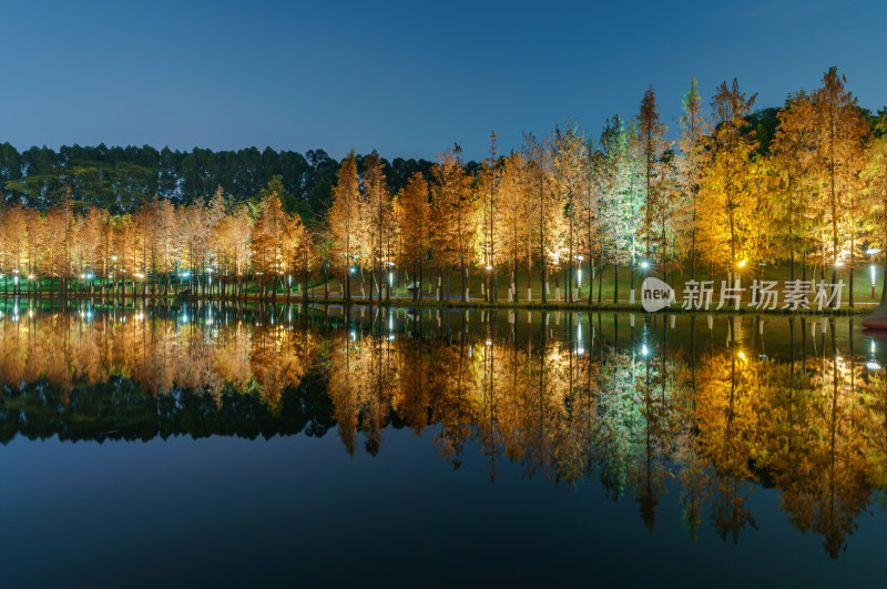 佛山千灯湖南海活水公园落羽杉红叶夜景灯光