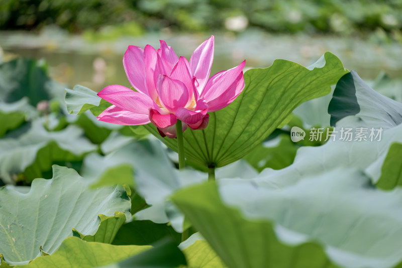 夏日池塘荷花