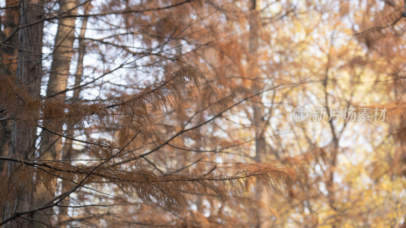 秋景红木杉树枯黄植物摄影图