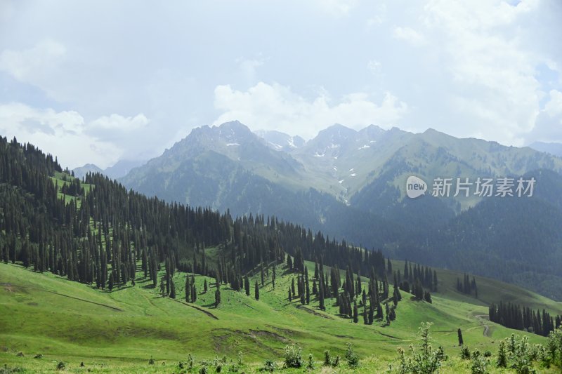 夏塔新疆伊犁草原的牛马和风