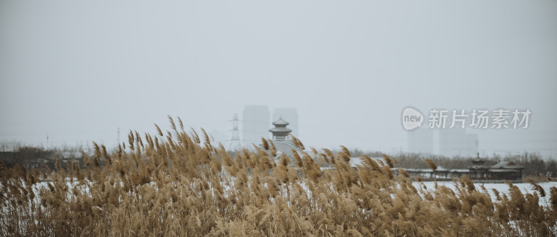 天津市水西公园 冬天雪景