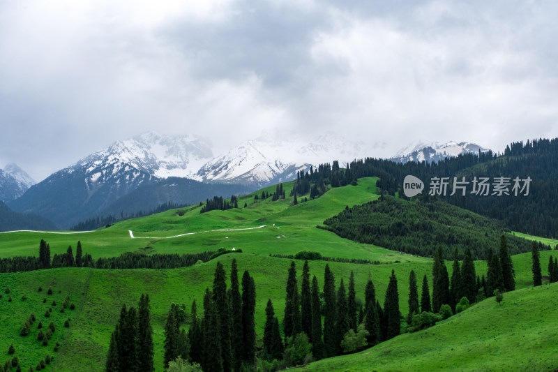 新疆伊犁恰西雪山森林草原风光