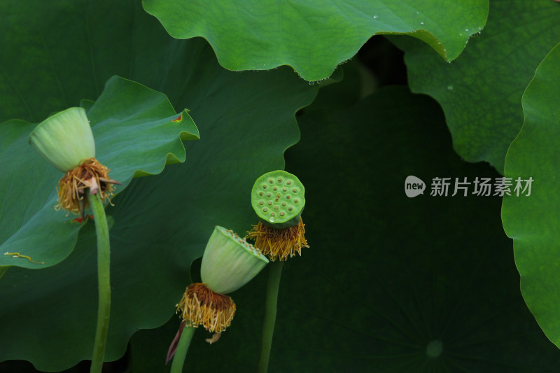 夏日荷塘绿色的荷叶和即将成熟的莲蓬