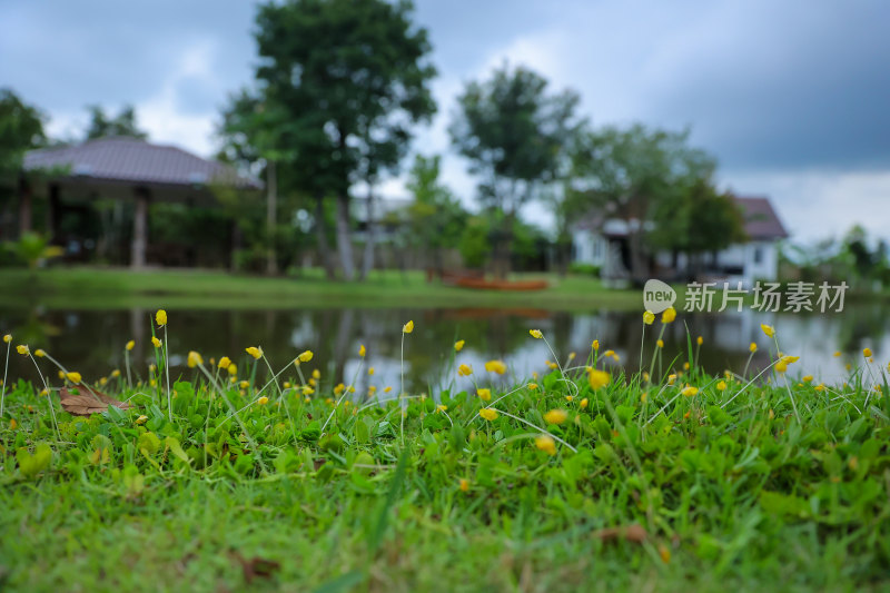 湖边草地黄色小花景观