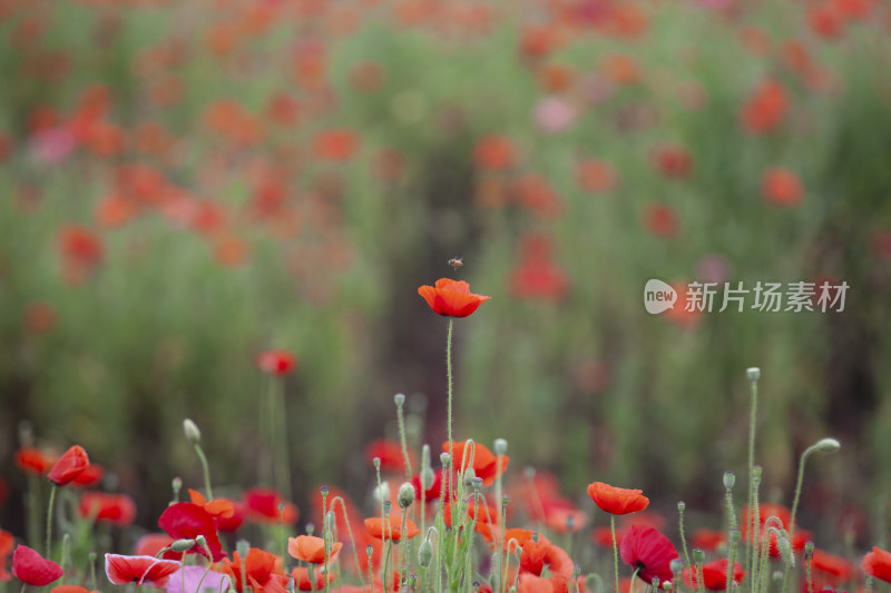 虞美人秋英花 花海 蜜蜂