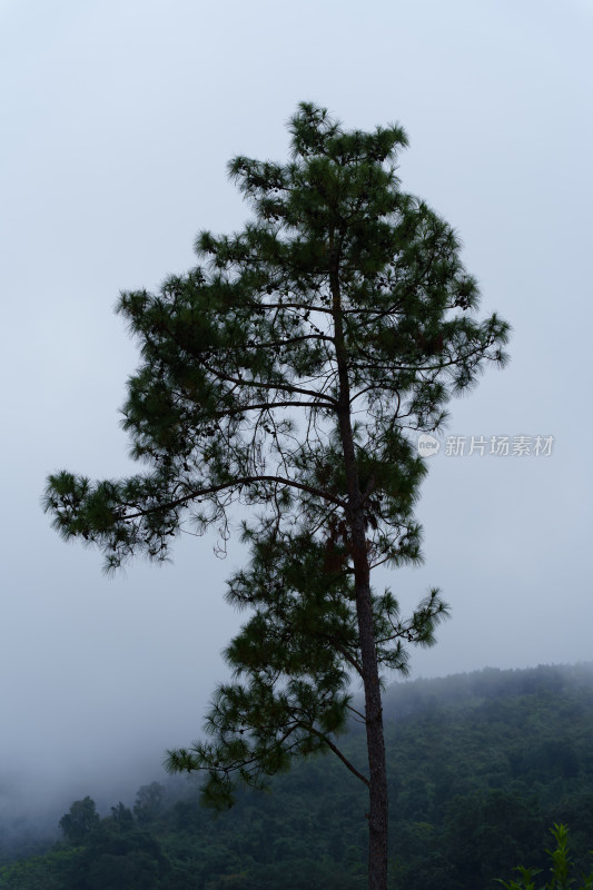 云雾缭绕的山间树木