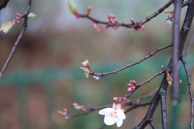 带水珠的绽放花枝特写