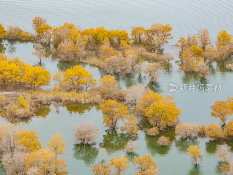 新疆南疆巴州葫芦岛金秋沙漠水上胡杨林航拍