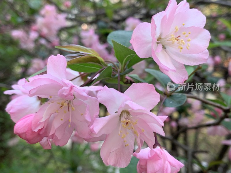 春日里盛开的海棠花