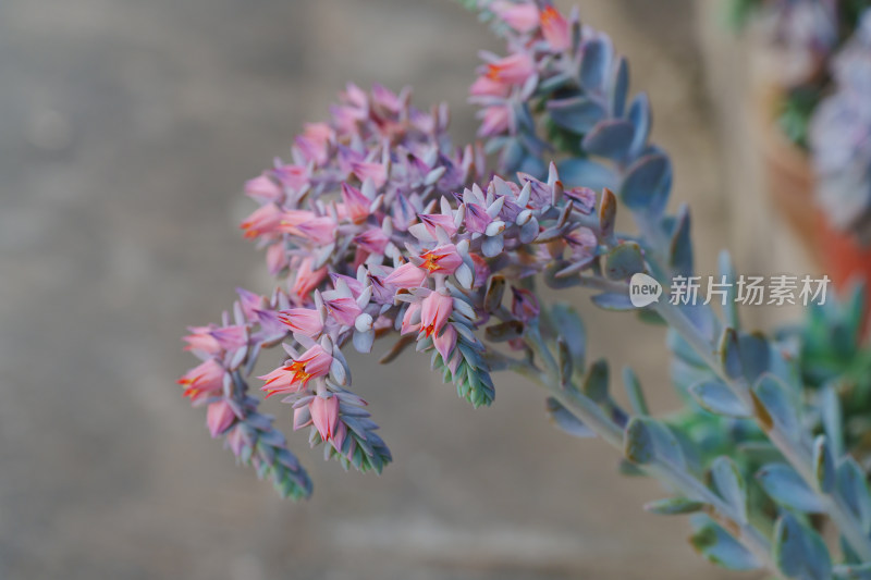 粉色多肉植物特写