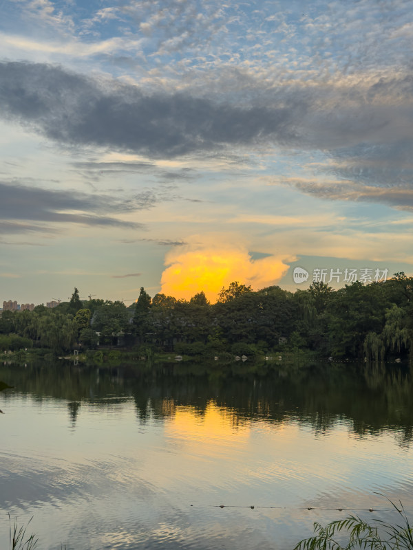 夕阳西下的天空衬托下树木的轮廓