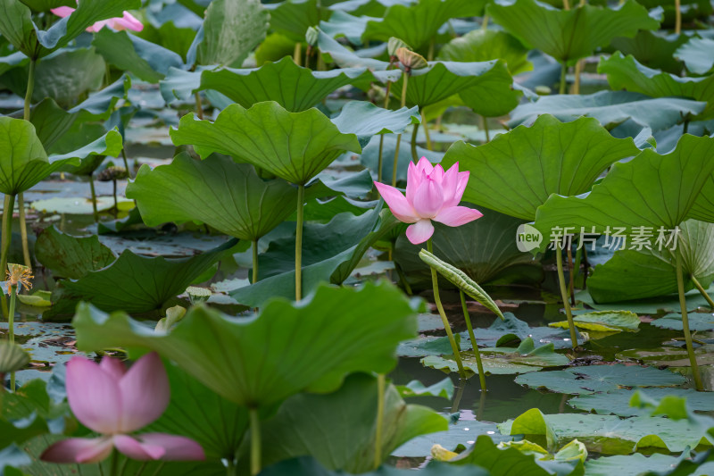 夏日荷花