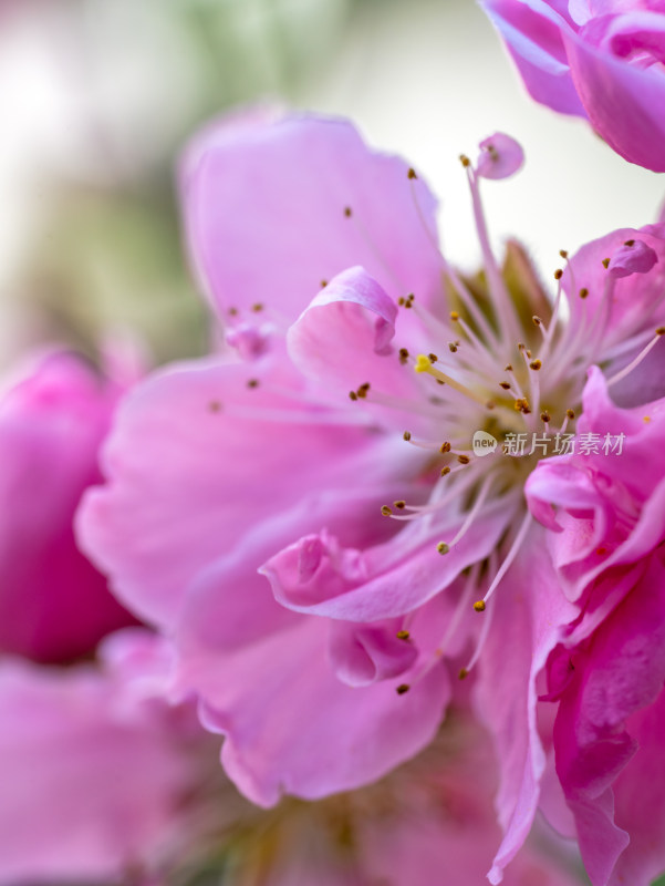 春天的桃花开花特写