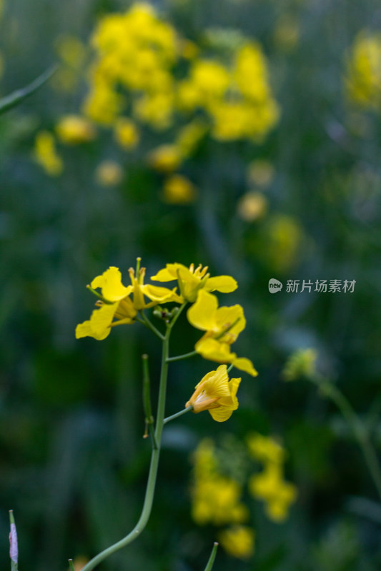 杭州萧山城市旁盛开的油菜花田