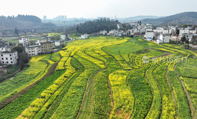 油菜花绘就田园美景