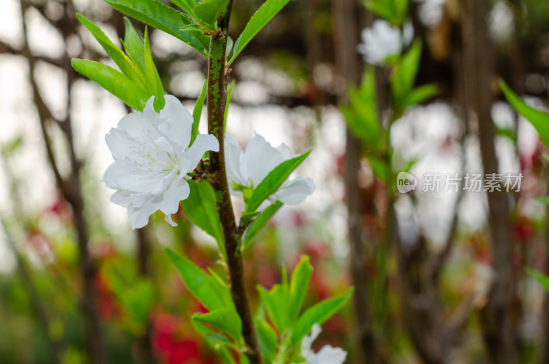 一朵白色重瓣海棠花特写