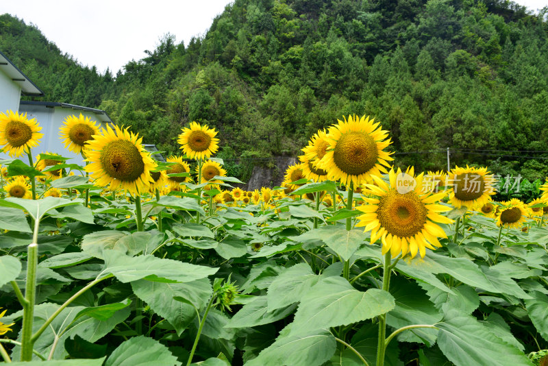 美丽田野田园太阳花葵花花朵向日葵