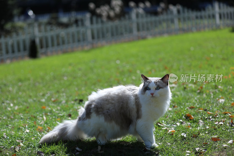 坐在草地上的猫