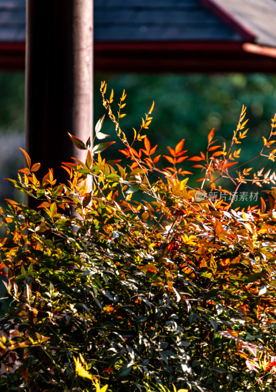 上海植物园冬天景观