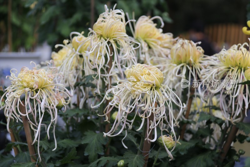 白色菊花 线菊 丝菊 黄色菊花 