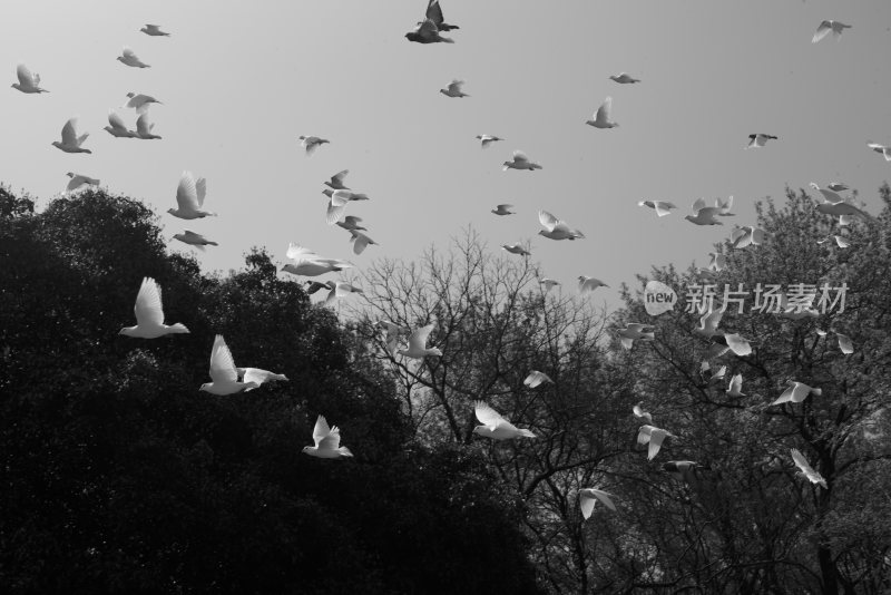 南京音乐台鸽子