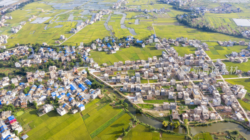 稻谷飘香的田野