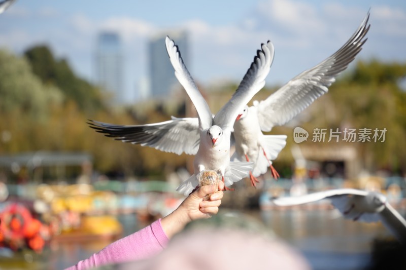 游客大观楼喂食飞翔中的海鸥