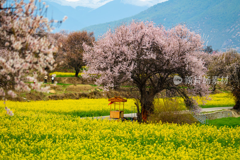 西藏林芝桃花风景