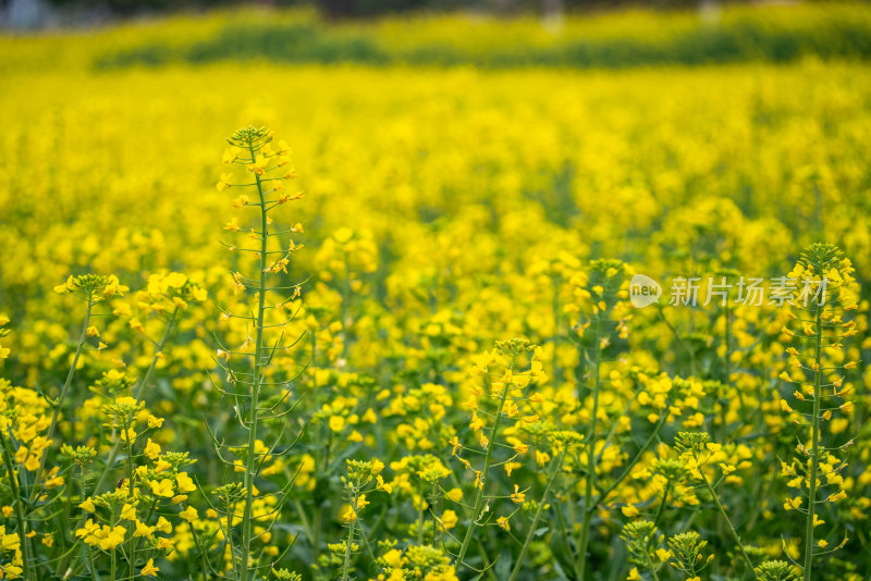 油菜花花海