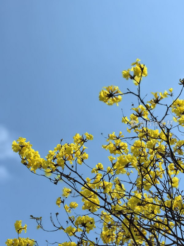 黄花风铃木特写