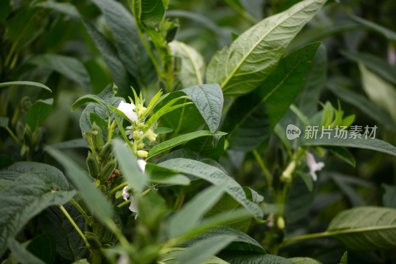 夏天开着花的芝麻