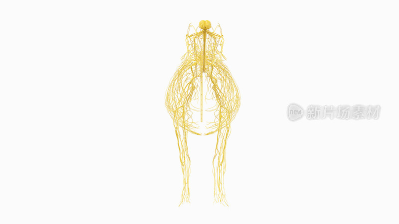 牛医学解剖家畜解剖生物科学医学生物