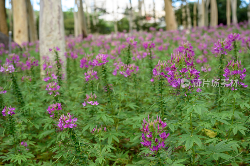 醉蝶花花海