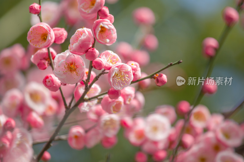 枝头绽放的梅花与含苞待放的花骨朵