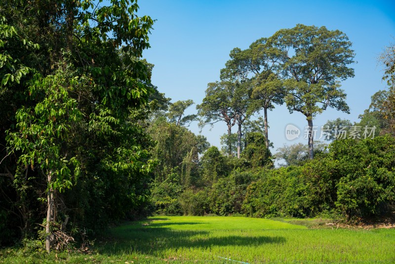 草地林区