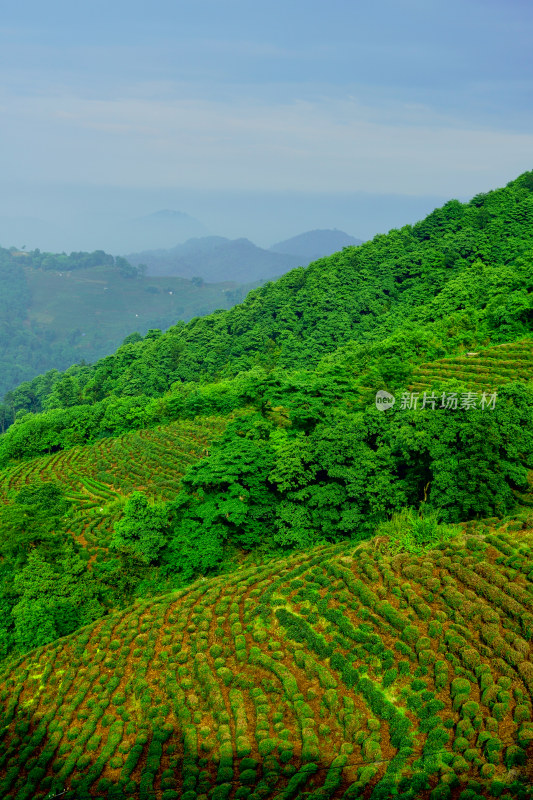 雾气弥漫的茶园