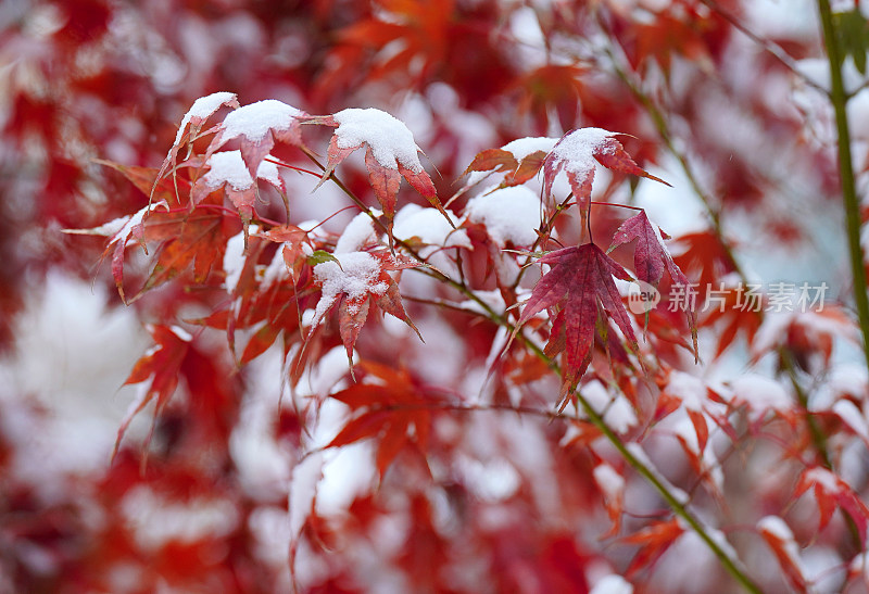 积雪枫叶